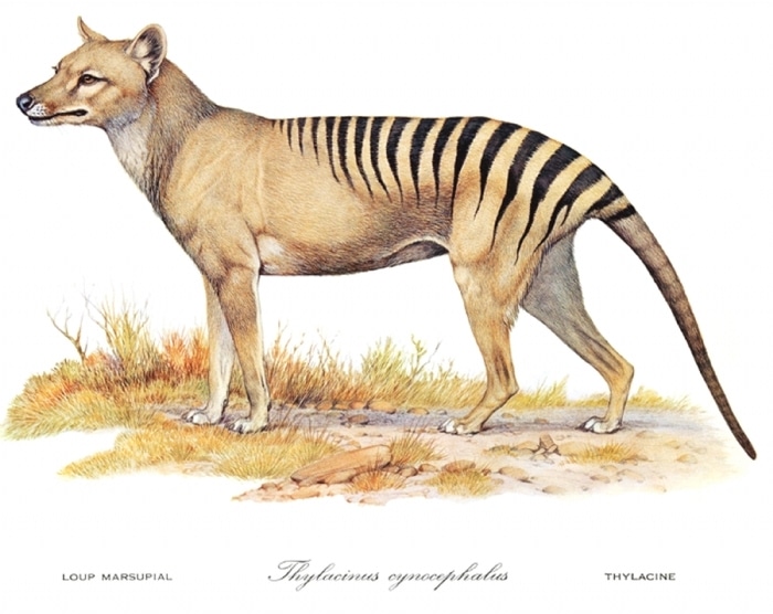 Tasmanian-Tiger.jpg